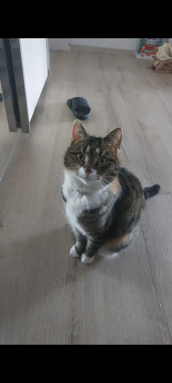 Zaginął kot, Przeźmierowo, 27 kwietnia 2025 (2/2)