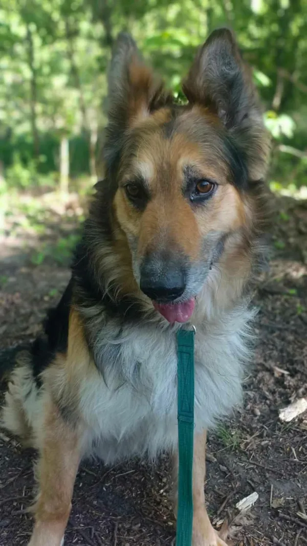 Pies do adopcji, Zgierz, 3 marca 2025 (5/5)