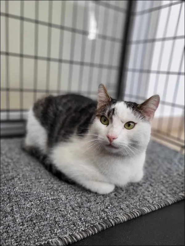 Znaleziono kota, Grudziądz, 27 kwietnia 2025