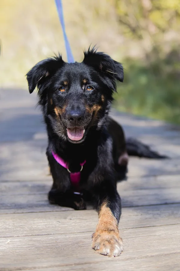 Znaleziono psa, Sosnowiec, 9 kwietnia 2025 (1/4)