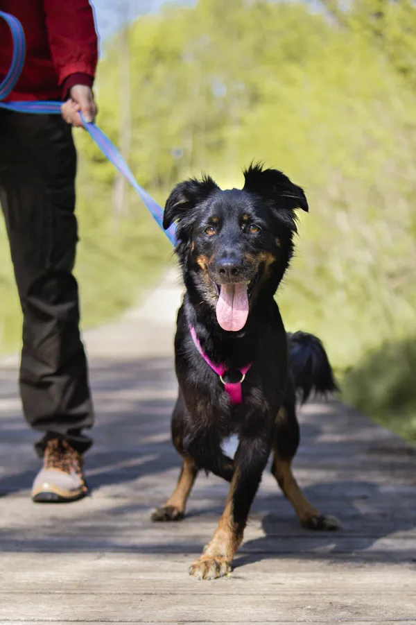 Znaleziono psa, Sosnowiec, 9 kwietnia 2025 (2/4)