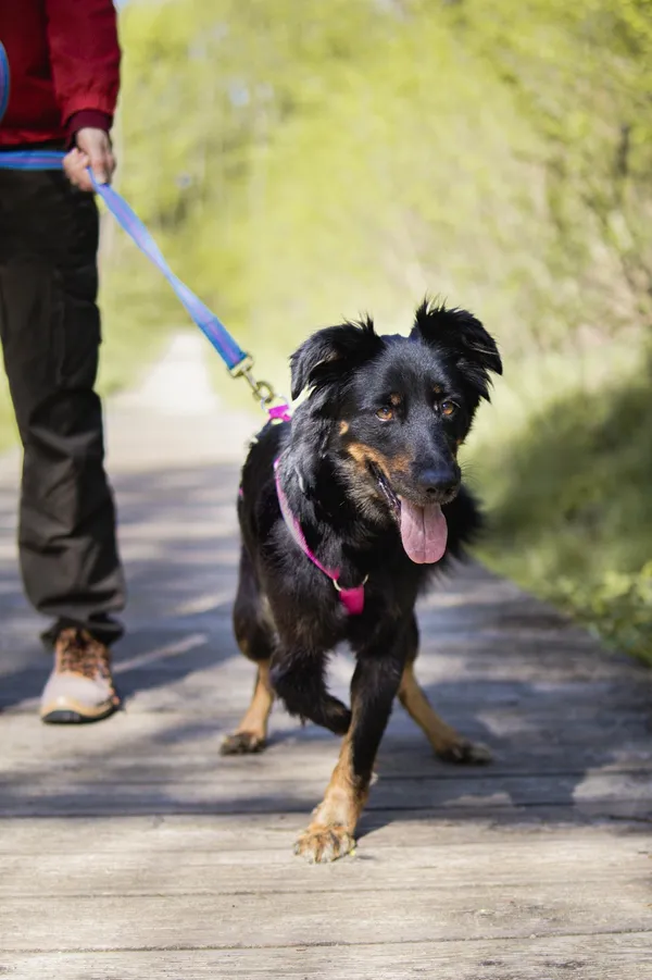 Znaleziono psa, Sosnowiec, 9 kwietnia 2025 (4/4)