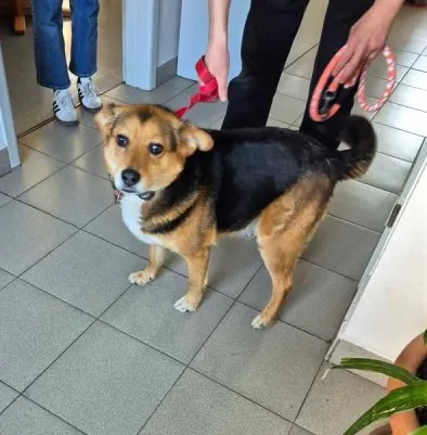 Znaleziono psa, Lublin, 25 kwietnia 2025