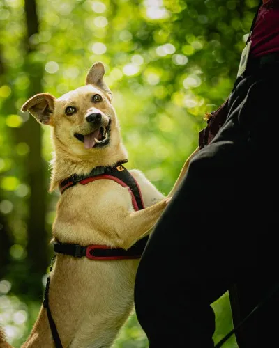 Pies do adopcji, Kraków, 13 kwietnia 2025 (4/4)