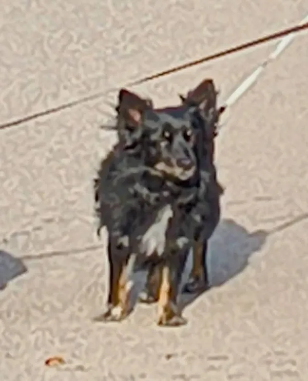 Zaginął pies, Grojec, 28 kwietnia 2025 (3/4)