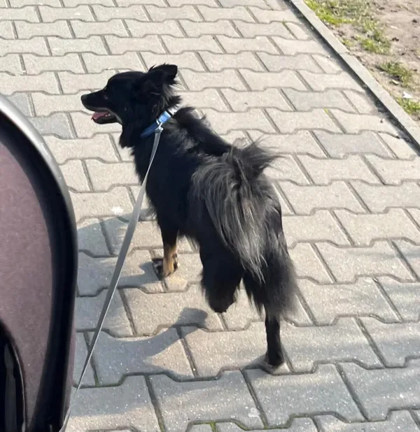 Zaginął pies, Grojec, 28 kwietnia 2025 (4/4)