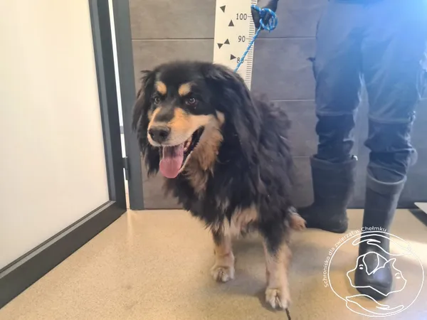 Znaleziono psa, Chełmek, 27 kwietnia 2025