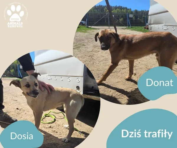 Znaleziono psa, Dąbrówka, 27 kwietnia 2025