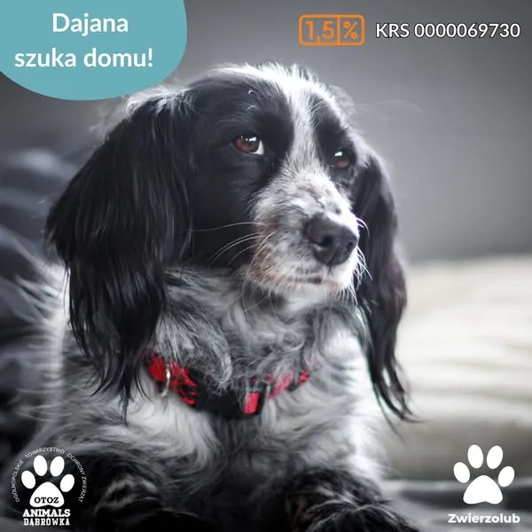 Pies do adopcji, Dąbrówka, 28 kwietnia 2025 (1/5)