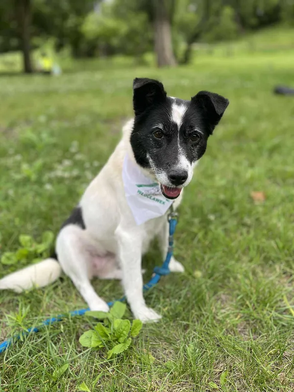 Pies do adopcji, Włocławek, 26 kwietnia 2025 (2/5)