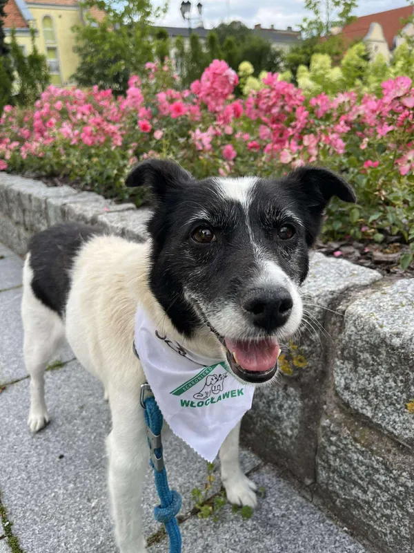 Pies do adopcji, Włocławek, 26 kwietnia 2025 (3/5)