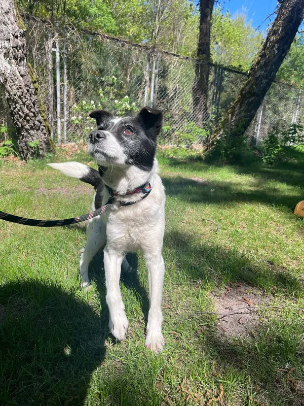 Pies do adopcji, Włocławek, 26 kwietnia 2025 (5/5)