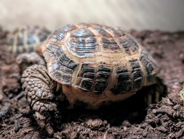 Znaleziono zwierzę, Lublin, 14 kwietnia 2025