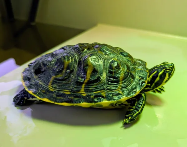 Znaleziono zwierzę, Lublin, 25 kwietnia 2025