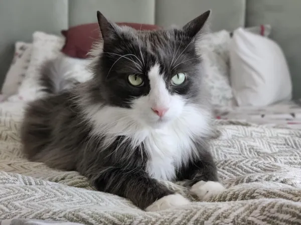 Zaginął kot, Bielsk Podlaski, Centrum, 28 kwietnia 2025 (1/3)