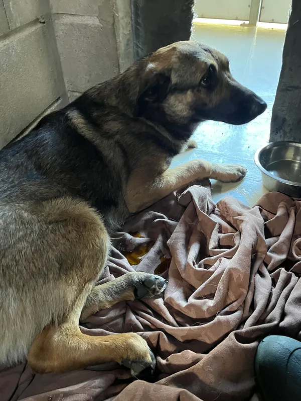 Znaleziono psa, Dobra, 26 sierpnia 2025