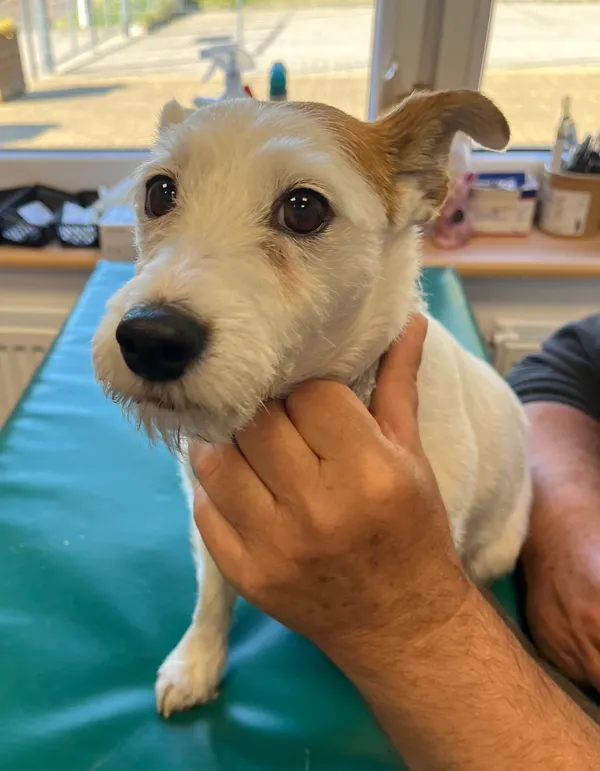 Znaleziono psa, Dobra, 28 kwietnia 2025