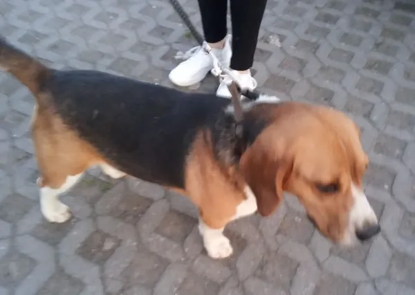 Znaleziono psa, Radom, 26 kwietnia 2025