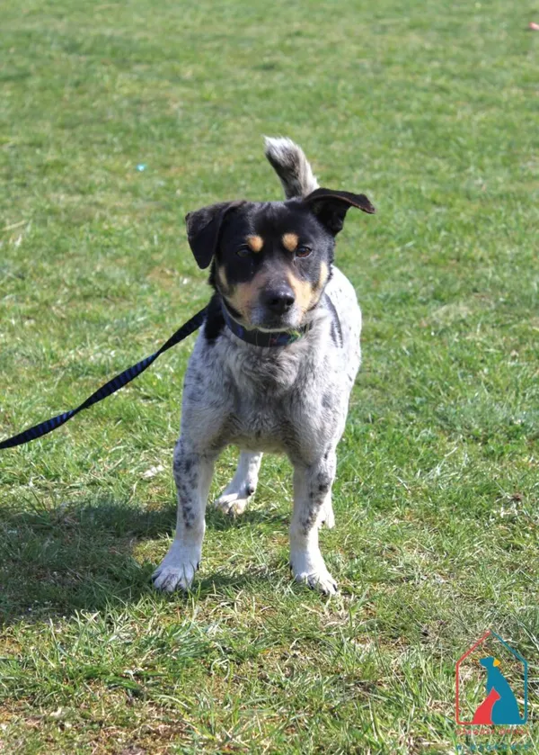 Pies do adopcji, Grudziądz, 14 kwietnia 2025