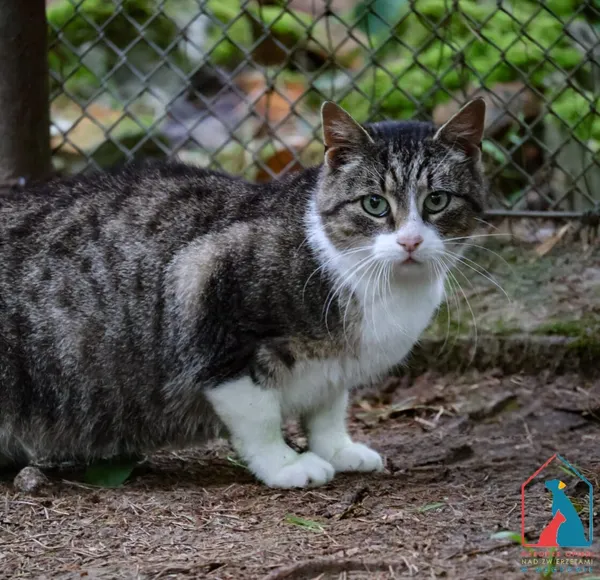 Kot do adopcji, Grudziądz, 1 kwietnia 2025 (5/5)