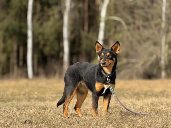 Pies do adopcji, Pieczyska, 28 kwietnia 2025 (3/5)