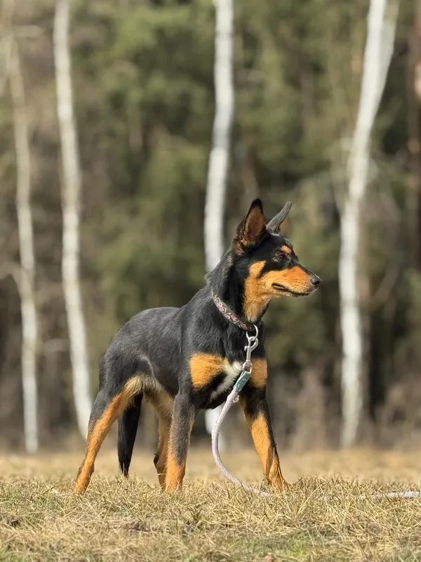 Pies do adopcji, Pieczyska, 28 kwietnia 2025 (4/5)