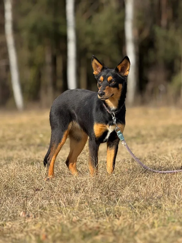 Pies do adopcji, Pieczyska, 28 kwietnia 2025 (5/5)