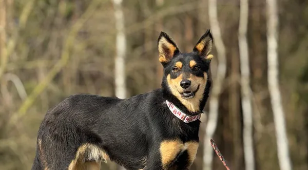 Pies do adopcji, Pieczyska, 28 kwietnia 2025 (1/5)