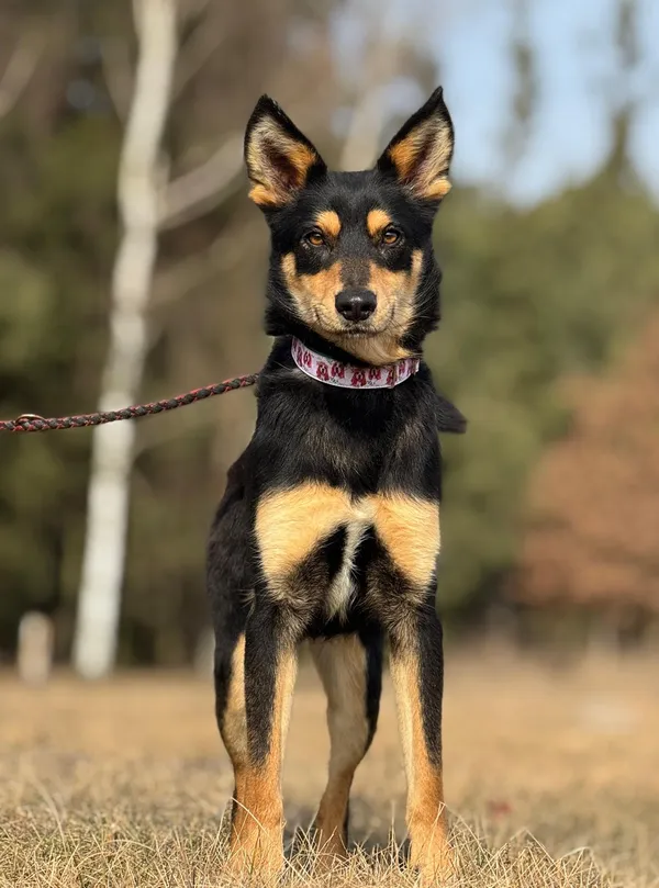 Pies do adopcji, Pieczyska, 28 kwietnia 2025 (4/5)