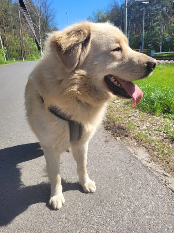 Pies do adopcji, Milanówek, 28 kwietnia 2025 (1/5)