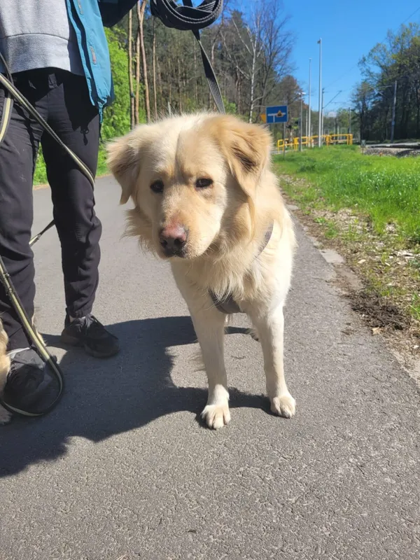 Pies do adopcji, Milanówek, 28 kwietnia 2025 (2/5)