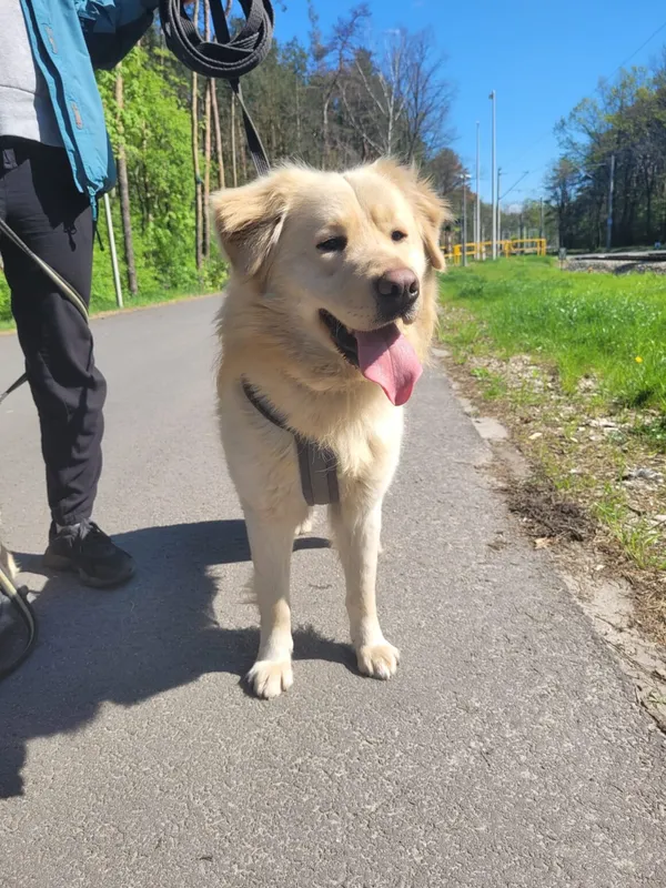 Pies do adopcji, Milanówek, 28 kwietnia 2025 (3/5)