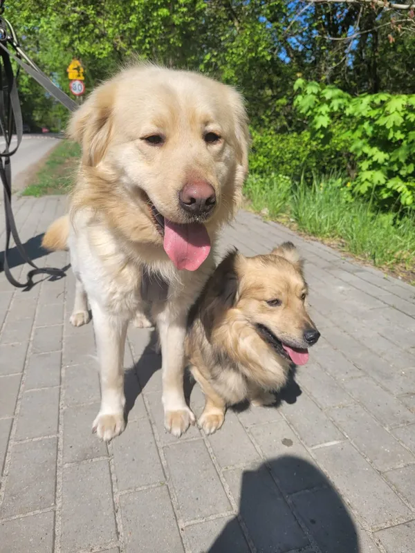 Pies do adopcji, Milanówek, 28 kwietnia 2025 (4/5)