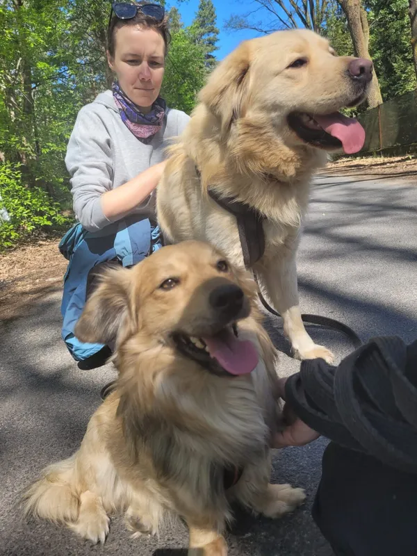 Pies do adopcji, Milanówek, 28 kwietnia 2025 (5/5)