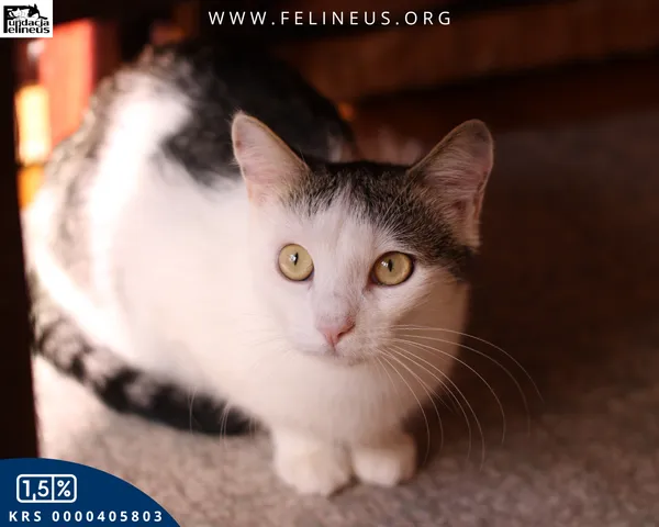 Kot do adopcji, Rzeszów, 28 kwietnia 2025 (1/6)