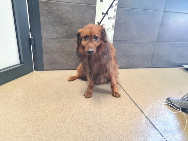 Pies do adopcji, Chełmek, 3 marca 2025