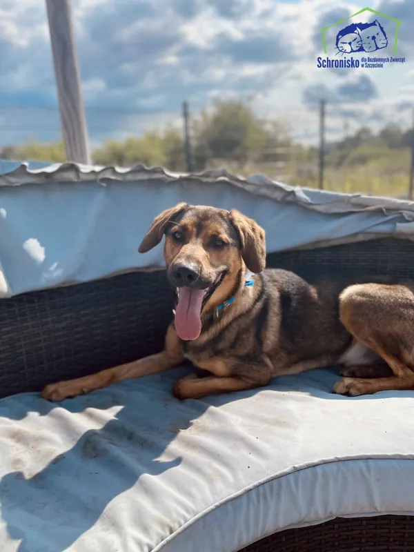 Znaleziono psa, Szczecin, 27 kwietnia 2025 (1/4)