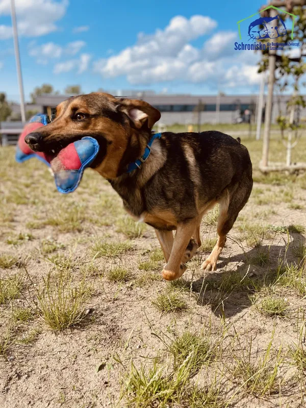 Znaleziono psa, Szczecin, 27 kwietnia 2025 (4/4)