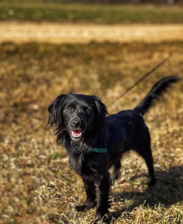 Pies do adopcji, Dłużyna Górna, 28 kwietnia 2025 (2/5)