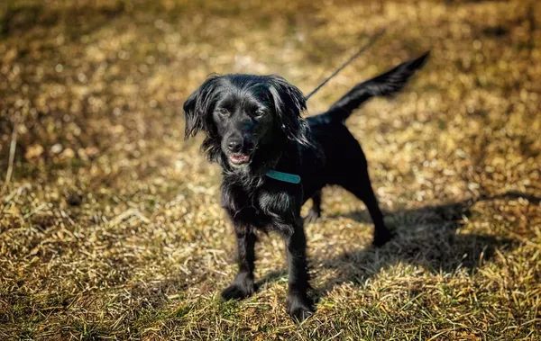 Pies do adopcji, Dłużyna Górna, 28 kwietnia 2025 (5/5)