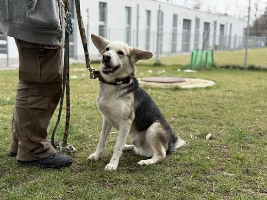 Pies do adopcji, Kraków, 14 kwietnia 2025