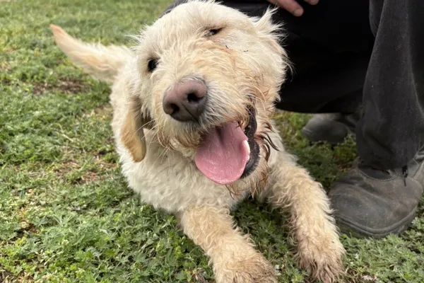 Pies do adopcji, Henrykowo, 11 października 2024 (1/5)