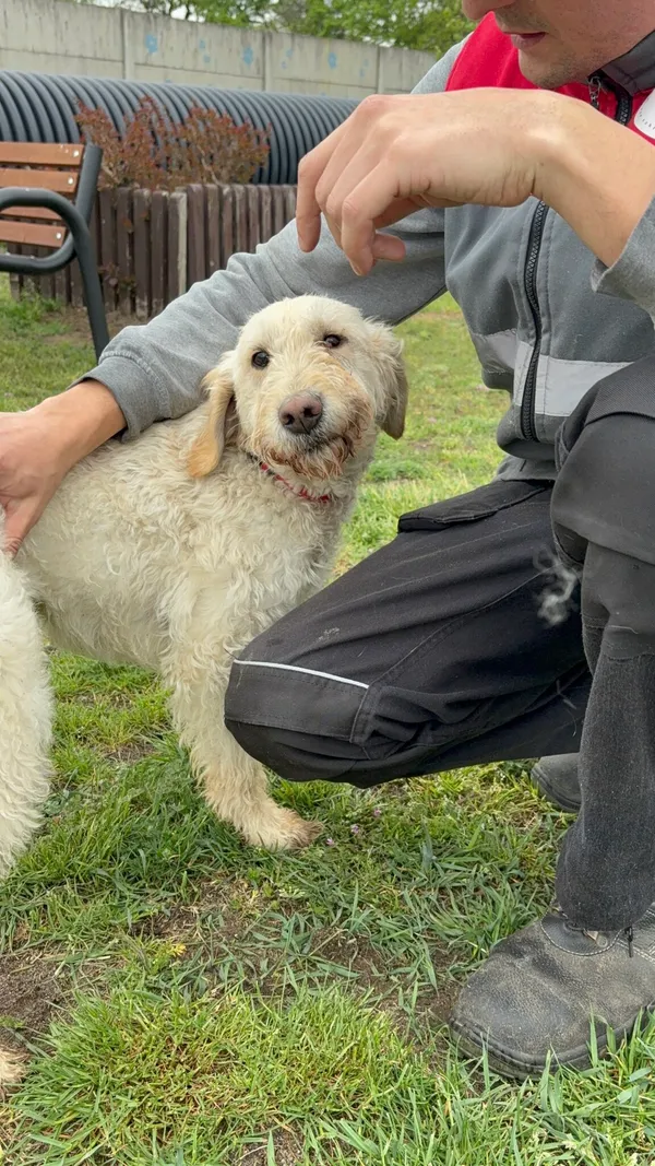 Pies do adopcji, Henrykowo, 11 października 2024 (3/5)