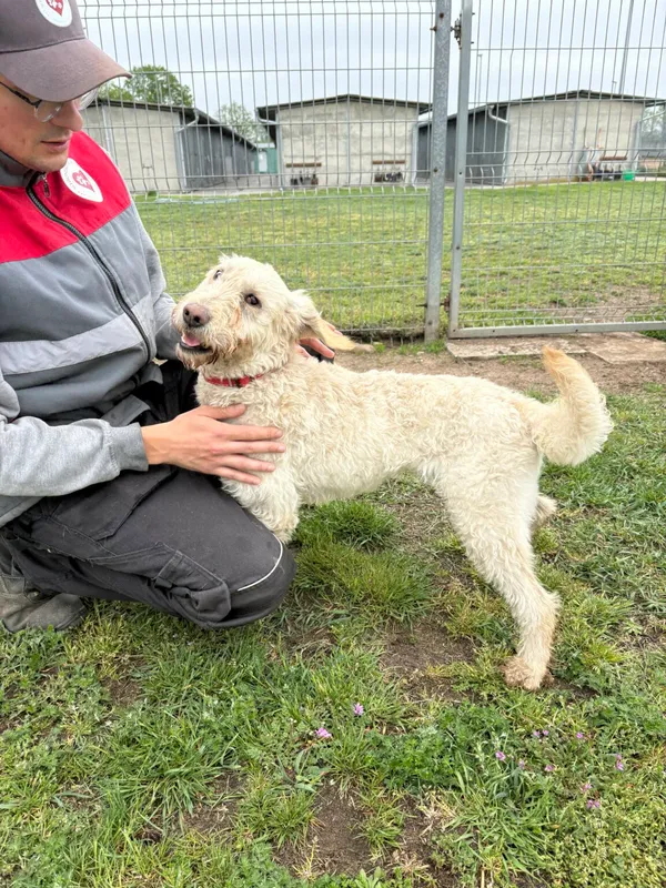 Pies do adopcji, Henrykowo, 11 października 2024 (5/5)