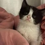 Znaleziono kota
