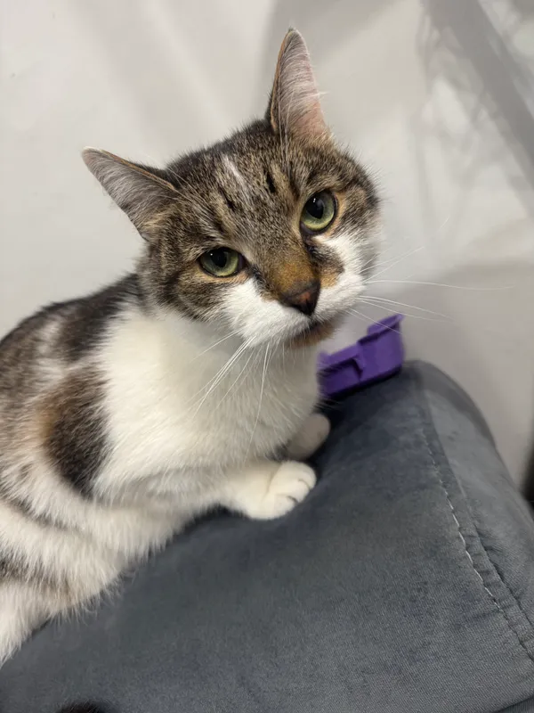 Zaginął kot, Poznań, Wilda, 29 kwietnia 2025 (1/2)