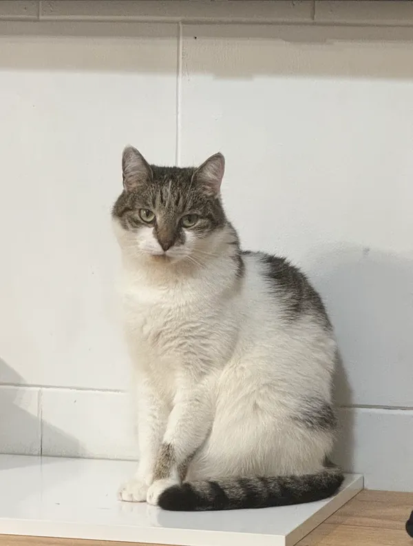 Zaginął kot, Poznań, Wilda, 29 kwietnia 2025 (2/2)