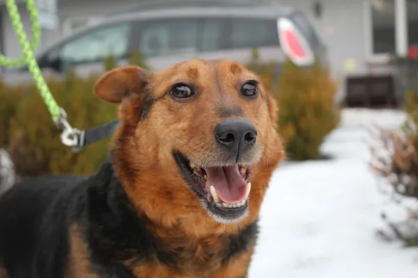 Pies do adopcji, Dębniak, 20 maja 2024