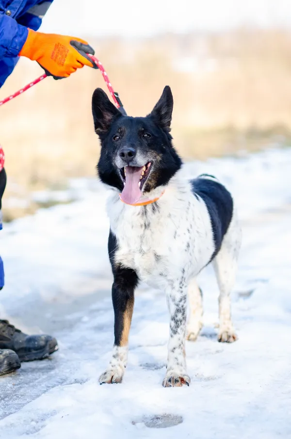 Oddam psa, Szłapy, 29 kwietnia 2025 (1/4)