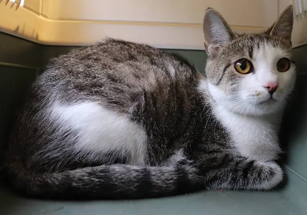 Znaleziono kota, Łódź, 29 kwietnia 2025 (1/5)